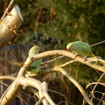 New West - Free Parking 4* Amszterdam