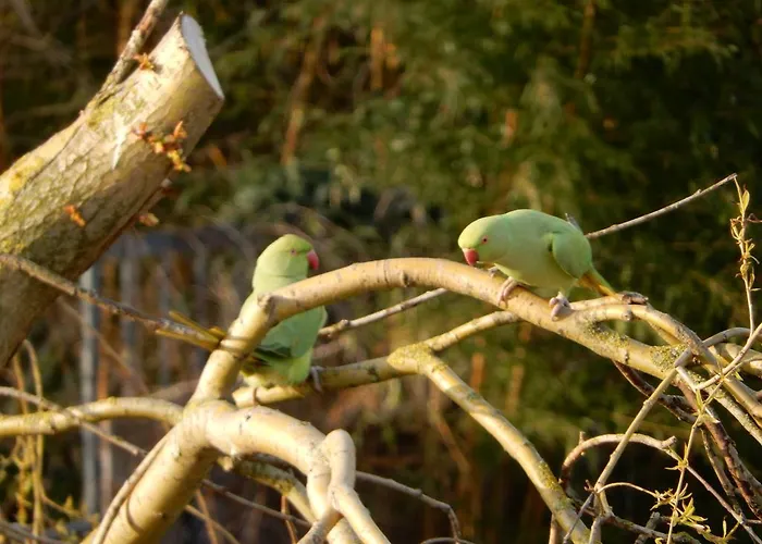 New West - Free Parking 4* Amszterdam